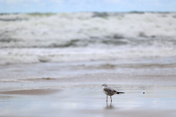 Ptak mewa na plaży  nad morzem na tle nieba.