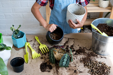 Girl replant a potted houseplant Maranta into a new soil with drainage. A rare variety Marantaceae...