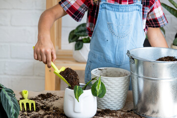 Girl transplants a potted houseplant philodendron into a new soil with drainage. Potted plant care,...