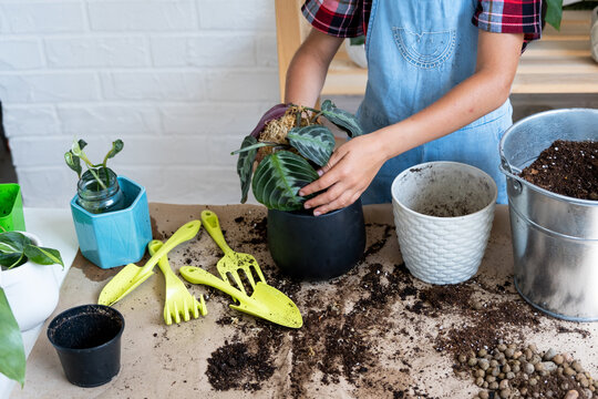 Girl replant a potted houseplant Maranta into a new soil with drainage. A rare variety Marantaceae leuconeura Massangeana Potted plant care, hand sprinkle the mixture with a scoop and tamp it in a pot