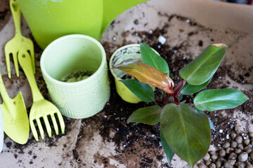 Transplanting a home plant Philodendron Prince of Orange into a new pot. A woman plants a stalk...