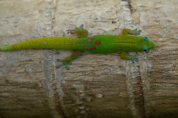 Lizard gecko top view, green lizard reptile.