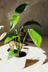 Home plant Spathiphyllum sensation in interior home. Caring and reproduction for a potted plant,...
