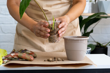 Reproduction and transplanting a home plant Philodendron verrucosum into a pot. A woman plants a...