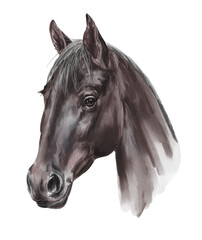 Black horse portrait. Animal illustration. © Ann Lou