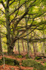 Drzewo na górskim szlaku