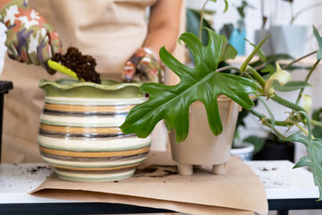 Transplanting a home plant Philodendron into a new pot. A woman plants a stalk with roots in a new soil. Caring and reproduction for a potted plant, hands close-up © Ольга Симонова