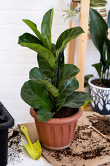 Transplanting a home plant Ficus lyrata into a new pot. A woman plants in a new soil. Caring and reproduction for a potted plant, hands close-up