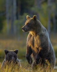 Braunbär in Finnland