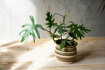 Philodendron Mayo in the interior of the house. Carved leaves of a houseplant in a pot. Care and cultivation of tropical plants, green house © Ольга Симонова