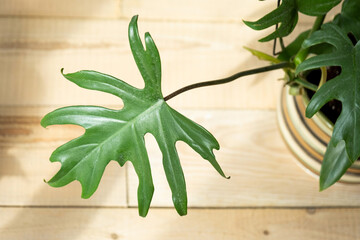 Philodendron Mayo in the interior of the house. Carved leaves of a houseplant in a pot. Care and...