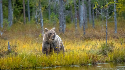 Braunbär in Finnland