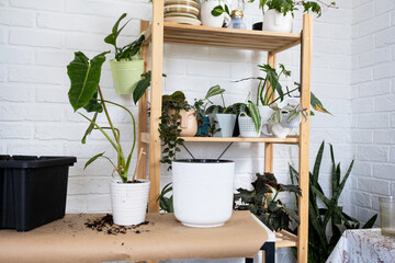 Preparation for the landing and transplanting a home plant Philodendron into a new pot. Caring and reproduction for a potted plant, earth, gloves, scoop