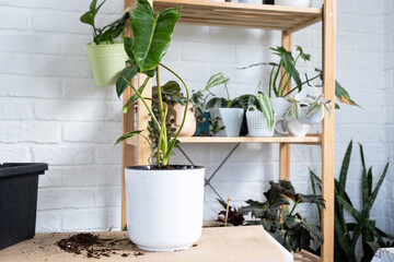 Preparation for the landing and transplanting a home plant Philodendron into a new pot. Caring and reproduction for a potted plant, earth, gloves, scoop