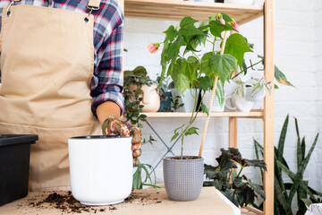 Transplanting a home plant into a new pot. Replanting philodendron, exotic plants, Caring and reproduction for a potted plant, hands close-up