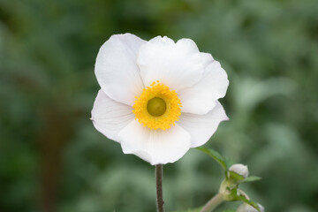 Anemone elfin swan (anemone hybrida (x) 'elfin swan') © Danny