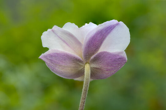Anemone elfin swan (anemone hybrida (x) 'elfin swan')