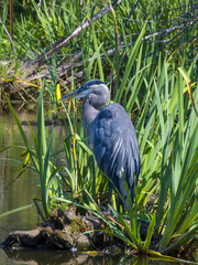 Fototapeta premium The focus was on the Great Blue Heron. It was taken at ISO 400, f18 and 1 25th of a second, with a tripod, remote control, and zoom lens. The goal was to capture the hunter hiding in the reeds.