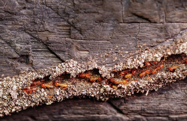 Termite Workers, Small termites, Work termites walk in the nest.Termites repairing tunnels on pillars of wooden houses. Selective focus.	