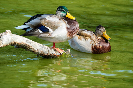 Wilde eend || Mallard