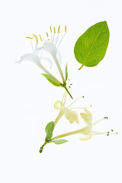 flowers and leaves of lonicera caprifolium on white background