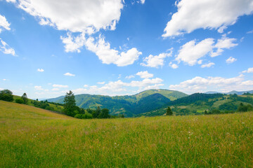 green pasture in carpathian mountain landscape. beautiful countryside scenery in summer. sunny weather with fluffy clouds