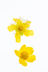 isolated flowers of hypericum on white