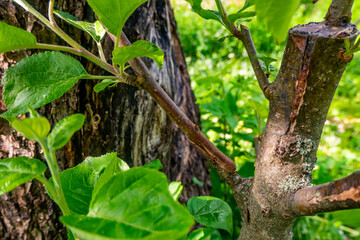 stalk overgrown with cambium, grafted on a branch of an apple tree last spring. Grafted fruit trees