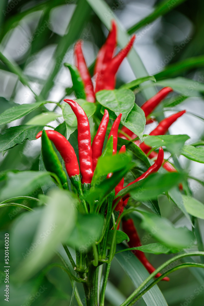 Wall mural Small, red ripe Japanese Yatsufusa hot chili peppers growing on the vine in an organic home garden