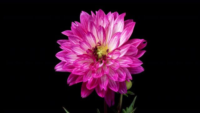 Purple White Dahlia Flower Opens in Time Lapse on a Black Background. The Pink Plant Blooming and Wilting Fast