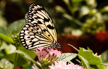 Paperkite exotic butterfly sitting on pink flowers at a butterfly garden in Pine Mountain Georiga.