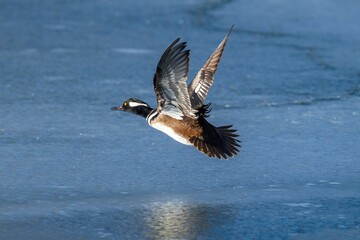 Close up of a Hooded Merganser drake flying over an icy blue lake in Wintertime.