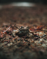 Small and beautiful frog out in the wild.