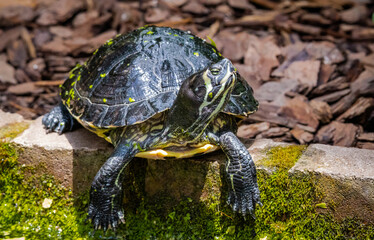 Yellow-bellied slider turtles at a butterfly garden in Pine Mountain Georgia.