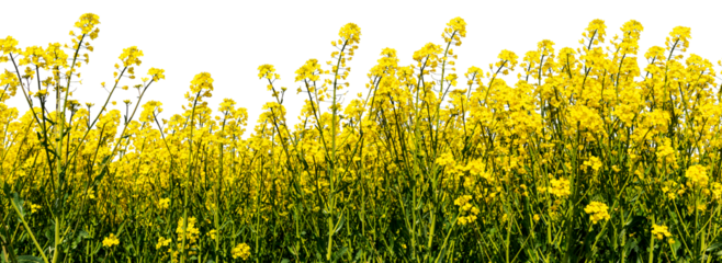 Ecological rapeseed field 