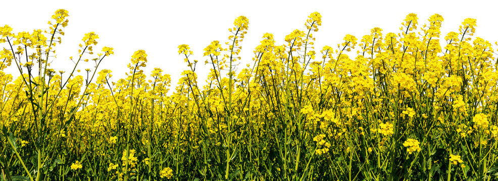 Ecological rapeseed field 
