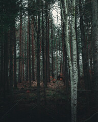 In the scary moody woodland.