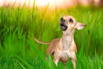 Cute young dog sitting on grass outdoors