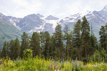 Beautiful mountain landscape - snow-capped peaks with glaciers and green slopes with trees on a sunny summer day in the Elbrus region in the North Caucasus in Russia