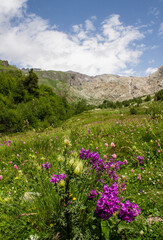 Beautiful landscape - green mountain slopes with trees and white clouds on a blue sky on a sunny summer day in the Terskol valley in the Elbrus region