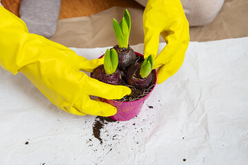 Transplanting hyacinths from a pot, planting hyacinth bulbs, gardening equipment for transplanting, gloves, scissors.