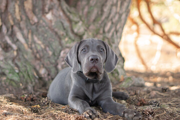 Cane Corso puppy