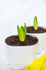 Transplanting hyacinth bulbs into pots, gardening tools lie in the background, yellow gloves. Gardening concept, close-up.
