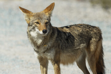 Naklejka na ściany i meble Standing coyote shown in Death Valley National Park, California, United States.