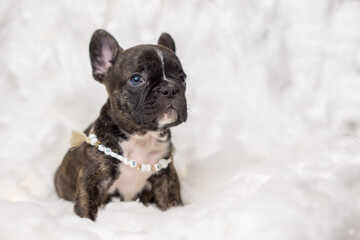 Französische Bulldogge Welpen