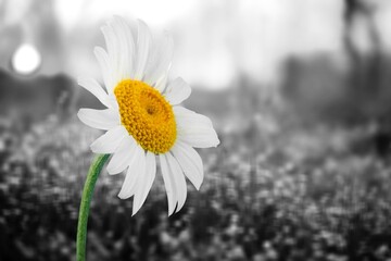 Beautiful flower on black and white natural background.
