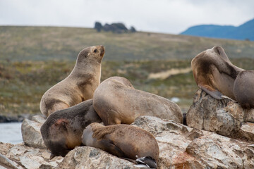 Fototapeta premium Female sea lions on a rock in the Beagle Channel. Due to their brown colour, they blend with the rocks.