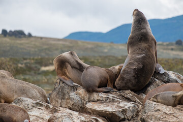 Sea lion stretching on a rocky island of Tierra del Fuego.