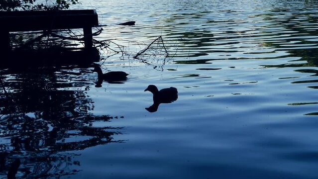 Coots swimming on the lake at dusk