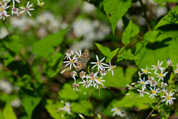Mallow skipper (Carcharodus alceae) butterfly sitting on a white flower in Zurich, Switzerland